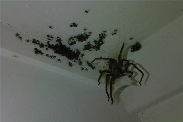 世界上最大的蜘蛛王是什么 巨型狼蛛（外形恐怖相当恶心）（世界上最大的 蜘蛛王）