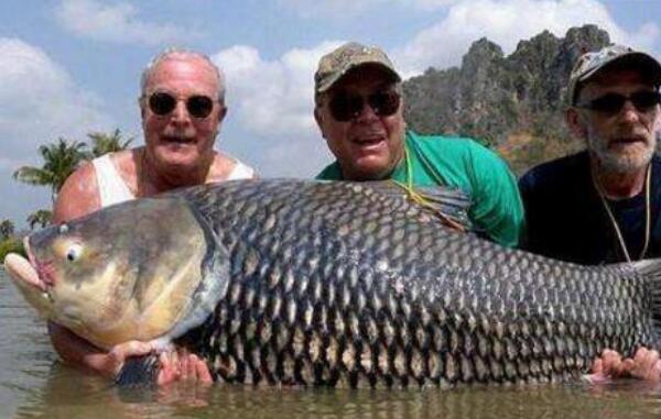 世界上最大的鲤鱼，泰国大鲤鱼（重达226斤）（世界上最大鲤鱼竟然重达113.5公斤!）