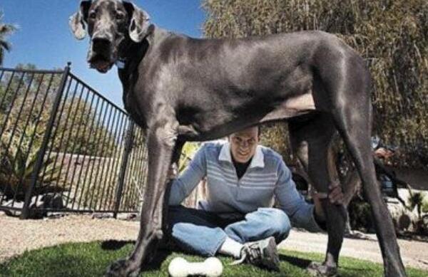 关于狗的10个世界之最，大乔治高2.2米（导盲犬有硕士学位）（世界最大的狗大乔治）