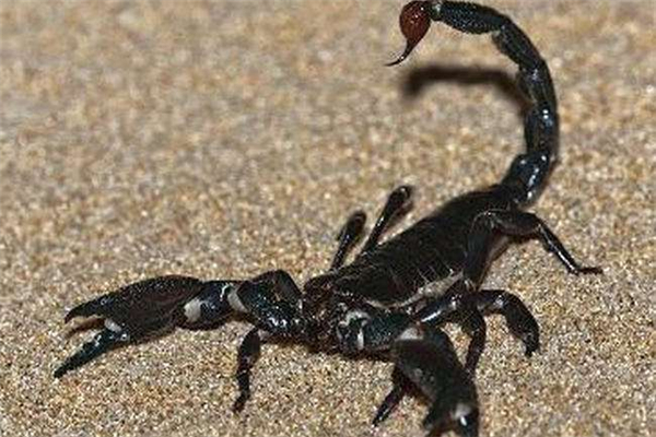 世界上体型最大的蝎子 体长有八英寸双钳和纽扣一样（世界上体型最大的蝎子到底有多大请放少年）