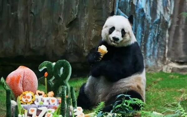 世界上最高寿熊猫，38岁的佳佳（堪比人类110岁老人）（世界上最长寿的熊猫佳佳）