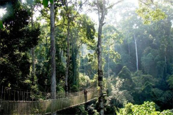 世界十大最美丽的森林 德国黑森林上榜，第四被誉为地球之肺（世界上最美的森林）