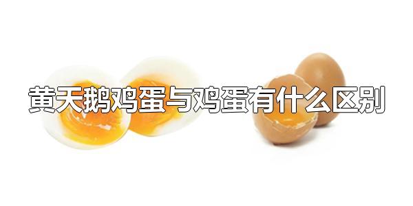 黄天鹅鸡蛋与鸡蛋有什么区别 什么是黄天鹅鸡蛋（黄天鹅鸡蛋与普通鸡蛋有什么区别）